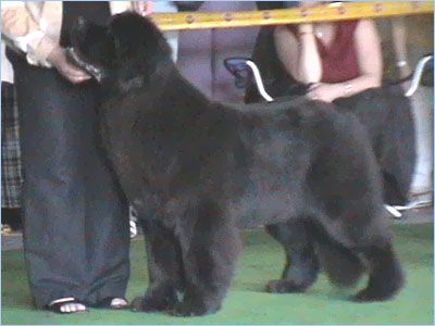 Goldbear's Quebecca